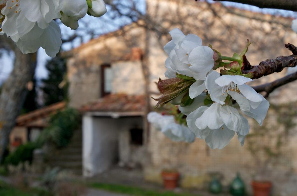 Podere Pinzicalari Castel del Piano  Exterior foto